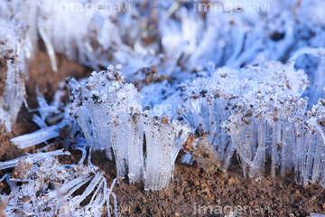 霜 霜柱 の画像素材 気象 天気 自然 風景の写真素材ならイメージナビ