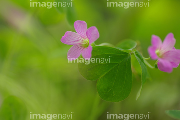 カタバミ ピンク色 の画像素材 花 植物の写真素材ならイメージナビ