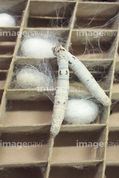 カイコガ 蚕 の画像素材 虫 昆虫 生き物の写真素材ならイメージナビ
