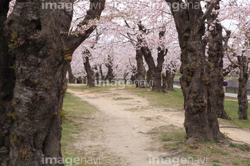 桜 幹 の画像素材 樹木 花 植物の写真素材ならイメージナビ