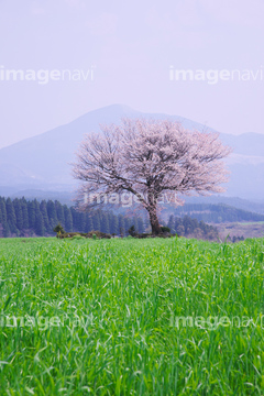 前原の一本桜 の画像素材 樹木 花 植物の写真素材ならイメージナビ