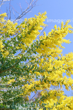 サンカクバアカシア の画像素材 花 植物の写真素材ならイメージナビ