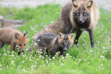 十字狐 の画像素材 陸の動物 生き物の写真素材ならイメージナビ
