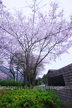 校門 桜の木 の画像素材 年賀 グリーティングの写真素材ならイメージナビ