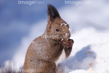 北海道特集 野生動物エゾリス の画像素材 陸の動物 生き物の写真素材ならイメージナビ