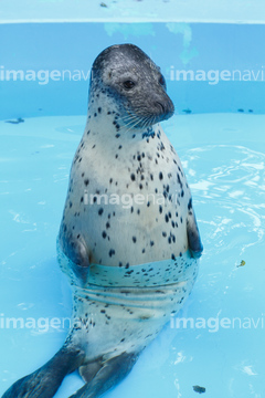 ゴマフアザラシ の画像素材 海の動物 生き物の写真素材ならイメージナビ
