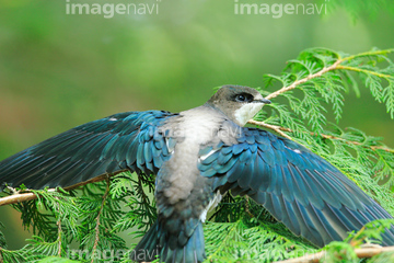 ハリオアマツバメ の画像素材 鳥類 生き物の写真素材ならイメージナビ