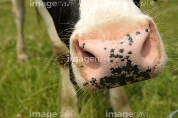 動物の鼻 の画像素材 陸の動物 生き物の写真素材ならイメージナビ