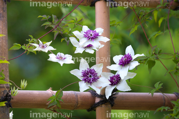 テッセン センニンソウ の画像素材 花 植物の写真素材ならイメージナビ