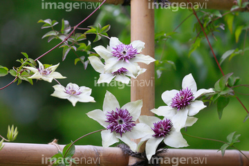 テッセン センニンソウ の画像素材 花 植物の写真素材ならイメージナビ