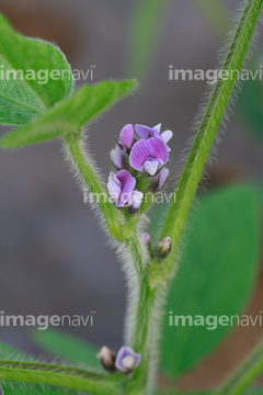 大豆 花 枝豆 の画像素材 花 植物 イラスト Cgの写真素材ならイメージナビ