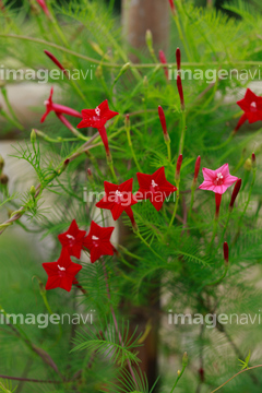 ルコウソウ の画像素材 花 植物の写真素材ならイメージナビ