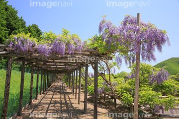 旧丸瀬布町 まるせっぷ藤園 の画像素材 日本 国 地域の写真素材ならイメージナビ