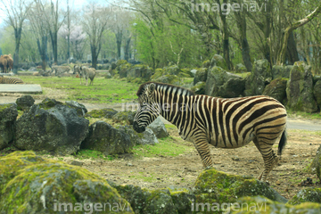 サファリパーク の画像素材 陸の動物 生き物の写真素材ならイメージナビ