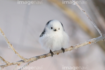 生き物 鳥類 小鳥 の画像素材 写真素材ならイメージナビ