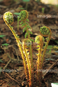 ヤマドリゼンマイ の画像素材 花 植物の写真素材ならイメージナビ