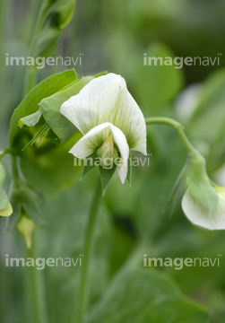 エンドウの花 の画像素材 健康管理 ライフスタイルの写真素材ならイメージナビ