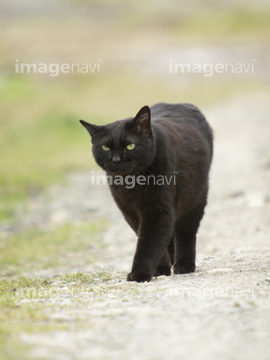 黒猫 の画像素材 陸の動物 生き物の写真素材ならイメージナビ