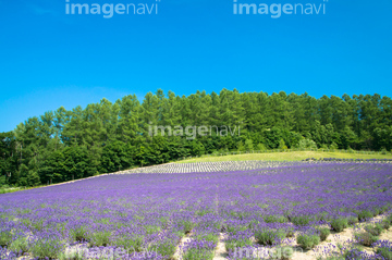 富良野 ラベンダー畑 朝 の画像素材 花 植物の写真素材ならイメージナビ