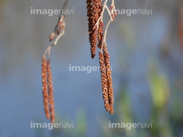 ハンノキ の画像素材 樹木 花 植物の写真素材ならイメージナビ