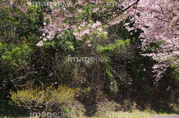 桜吹雪 花吹雪 の画像素材 花 植物の写真素材ならイメージナビ