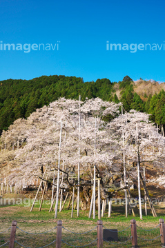 根尾谷の薄墨桜】の画像素材 樹木・花・植物の写真素材ならイメージナビ