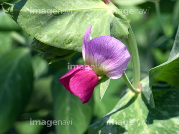 サヤエンドウ の画像素材 健康管理 ライフスタイルの写真素材ならイメージナビ