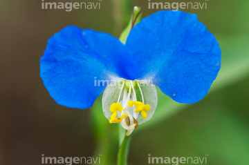 ツユクサ の画像素材 花 植物の写真素材ならイメージナビ