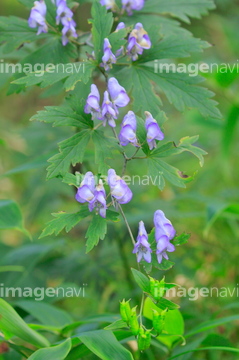 トリカブト の画像素材 花 植物の写真素材ならイメージナビ