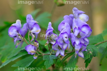 トリカブト の画像素材 花 植物の写真素材ならイメージナビ