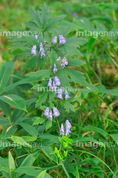 トリカブト の画像素材 花 植物の写真素材ならイメージナビ