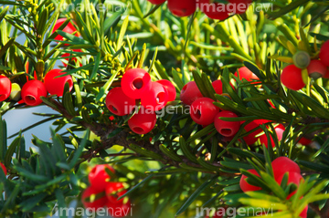 イチイ イチイの近縁 の画像素材 葉 花 植物の写真素材ならイメージナビ