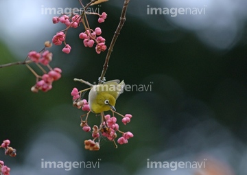 ニシキギ の画像素材 葉 花 植物の写真素材ならイメージナビ