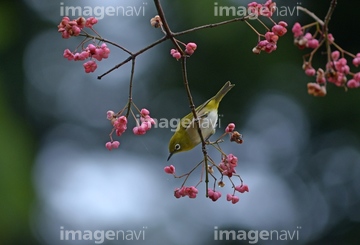 ニシキギ の画像素材 葉 花 植物の写真素材ならイメージナビ