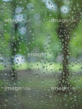 雨しずく の画像素材 葉 花 植物の写真素材ならイメージナビ