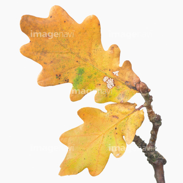 柏 葉 木の葉 の画像素材 葉 花 植物の写真素材ならイメージナビ