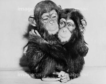 サル かわいい 類人猿 の画像素材 陸の動物 生き物の写真素材ならイメージナビ