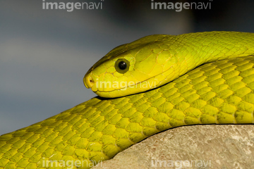 コブラ ヘビ 顔 ニシグリーンマンバ の画像素材 写真素材ならイメージナビ