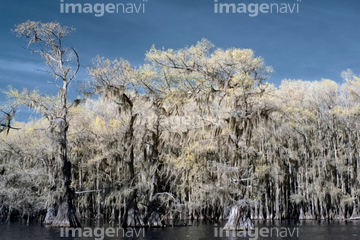 カドー湖 の画像素材 樹木 花 植物の写真素材ならイメージナビ