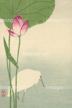絵画 花 日本画 ハスの花 の画像素材 美術 歴史写真ならイメージナビ