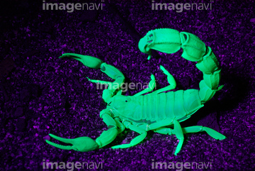 イエローファットテールスコーピオン の画像素材 虫 昆虫 生き物の写真素材ならイメージナビ