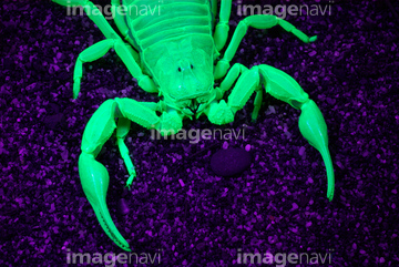 イエローファットテールスコーピオン の画像素材 虫 昆虫 生き物の写真素材ならイメージナビ