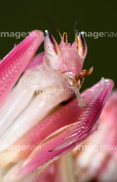 ハナカマキリ の画像素材 虫 昆虫 生き物の写真素材ならイメージナビ