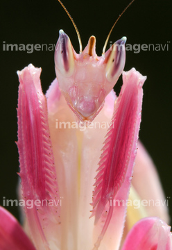 ハナカマキリ の画像素材 虫 昆虫 生き物の写真素材ならイメージナビ