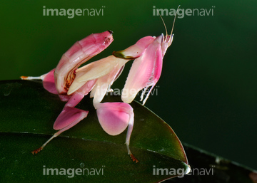 ハナカマキリ の画像素材 虫 昆虫 生き物の写真素材ならイメージナビ