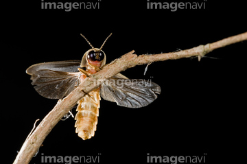 グローワーム の画像素材 虫 昆虫 生き物の写真素材ならイメージナビ