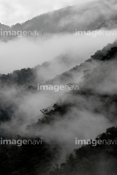 マヌー国立公園 の画像素材 中南米 国 地域の写真素材ならイメージナビ