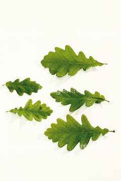 柏 葉 木の葉 の画像素材 葉 花 植物の写真素材ならイメージナビ