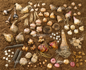 球根 花 野菜 の画像素材 その他植物 花 植物の写真素材ならイメージナビ