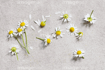 ヒナギク の画像素材 花 植物の写真素材ならイメージナビ